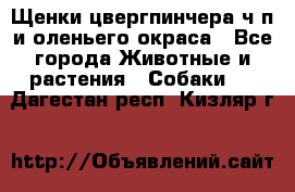 Щенки цвергпинчера ч/п и оленьего окраса - Все города Животные и растения » Собаки   . Дагестан респ.,Кизляр г.